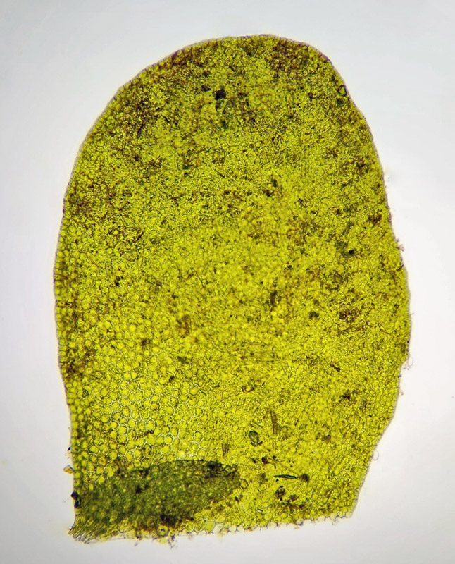 Porella pinnata
